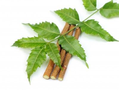 Neem or Azadirachta Indica for herpes