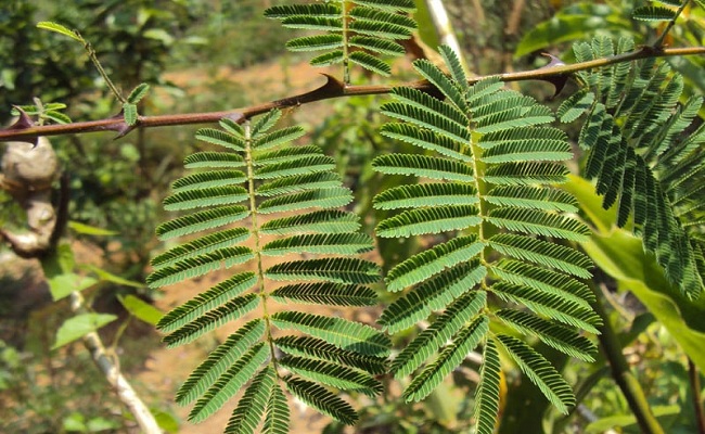 cutch tree