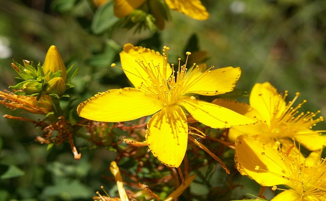 hypericum mysorense in herpes