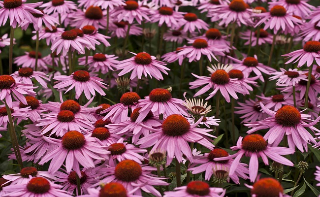 echinacea-for-herpes