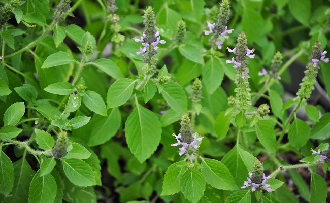 holy basil for herpes